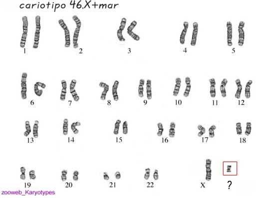 Karyotype image